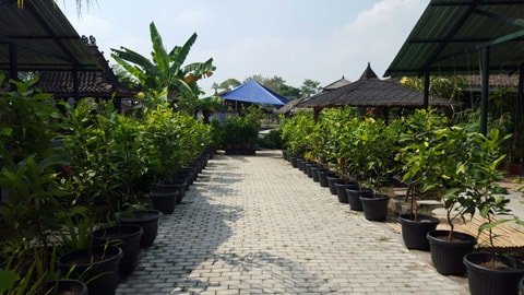 Lembah Desa Agro Tabulampot